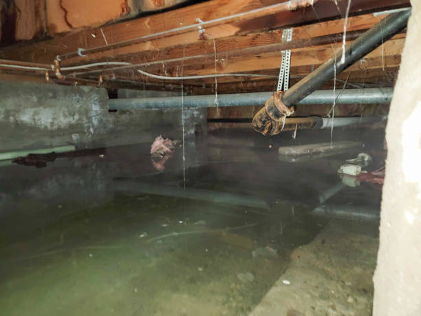 Best Flood restoration services  in Jasper, TX